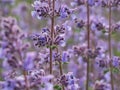 The Faassen\'s catnip (Nepeta faassenii) flowering with showy, abundant, two-lipped, trumpet-shaped, soft lavender